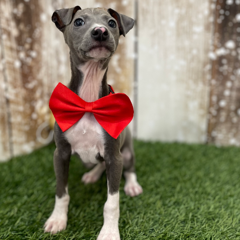 Male Italian Greyhound Puppy for Sale in Braintree, MA