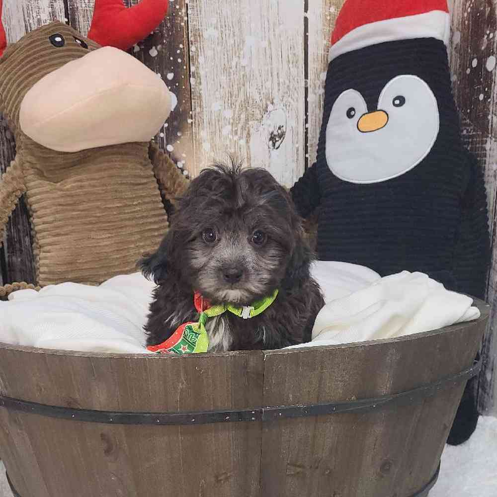 Male Shih-Poo Puppy for Sale in Saugus, MA