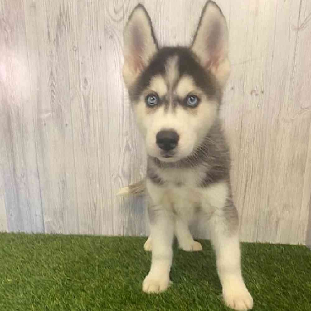 Male Siberian Husky Puppy for sale