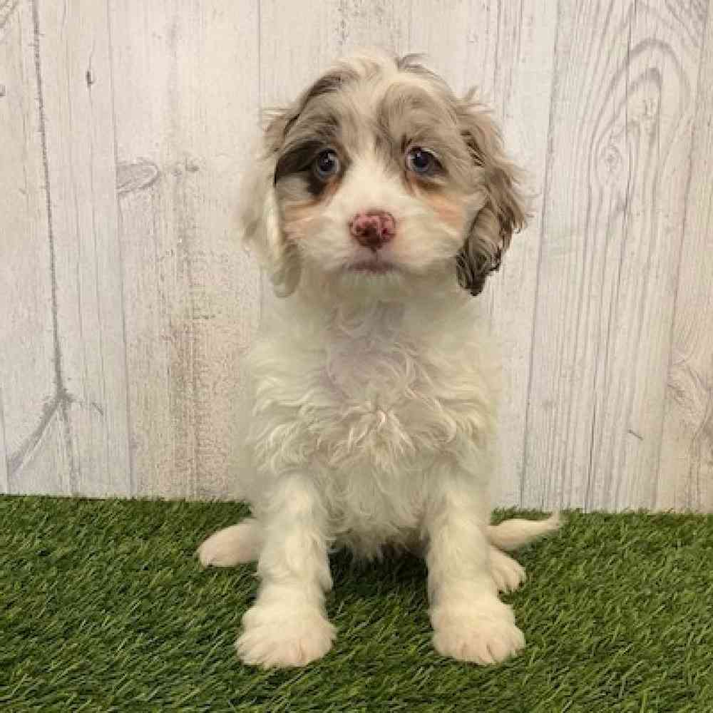 Female Cockapoo Puppy for sale