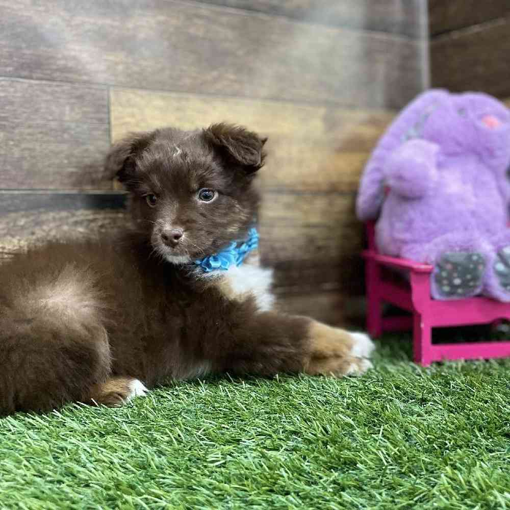 Miniature Australian Shepherd For Sale Pet Express Braintree