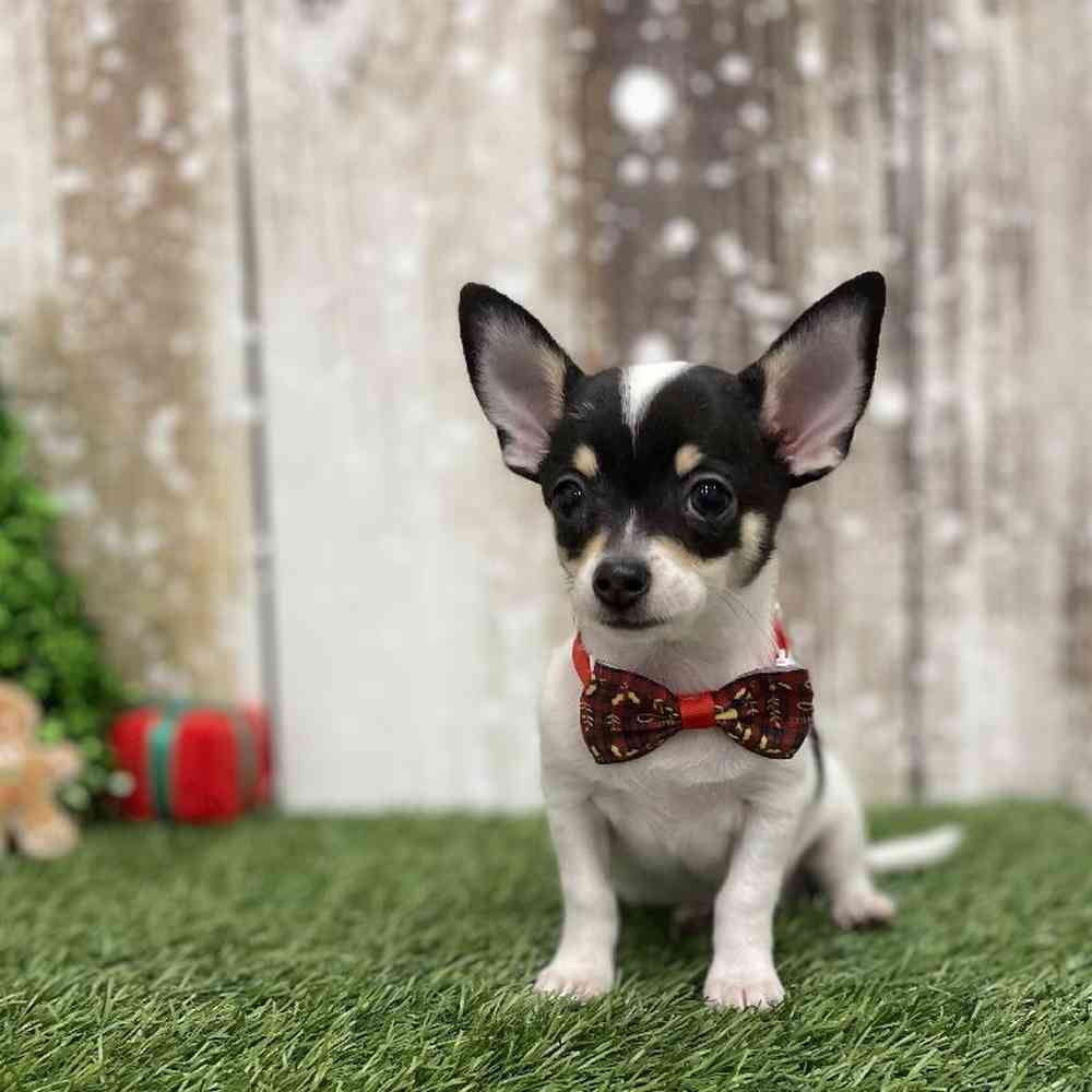 Male Chihuahua Puppy for Sale in Braintree, MA