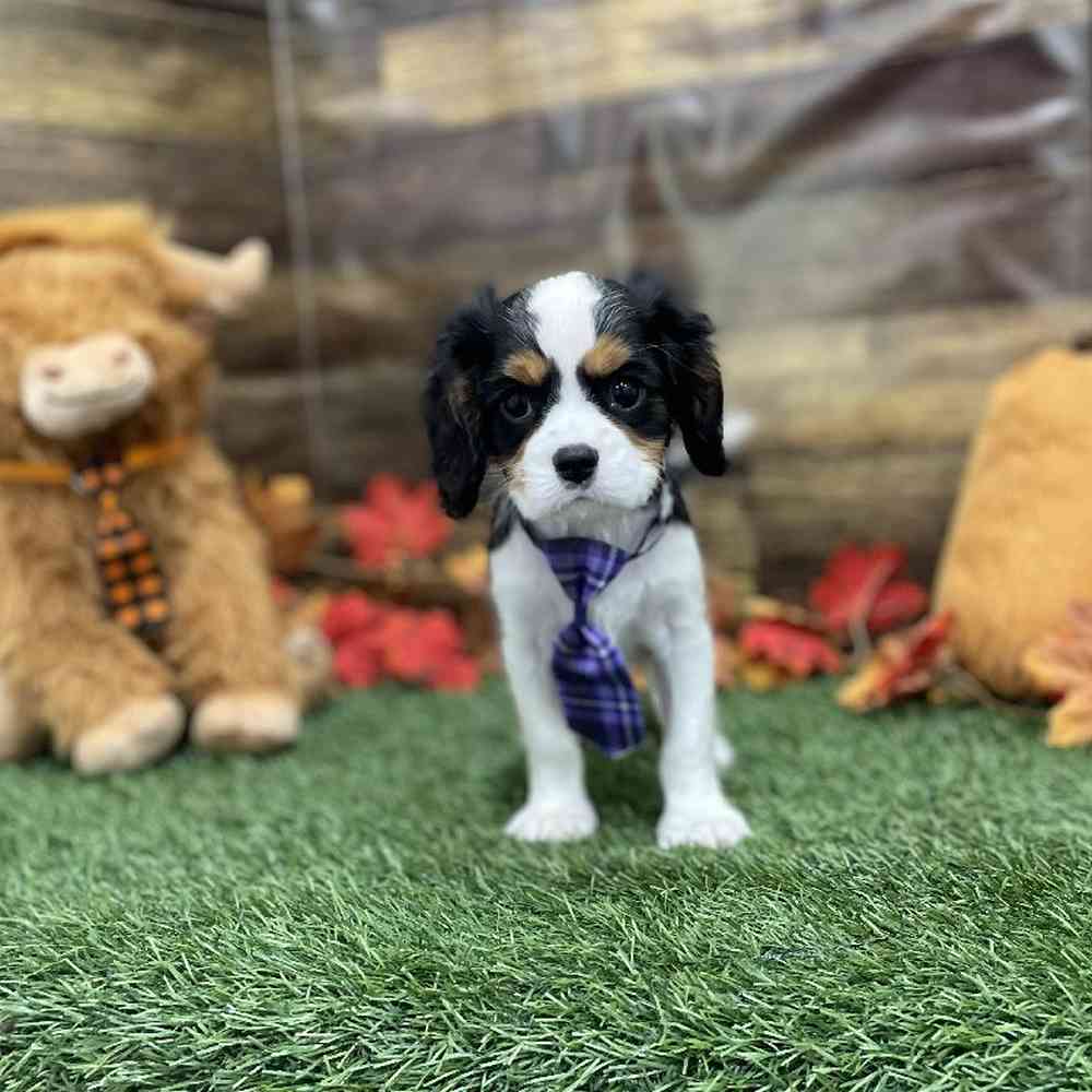 Male Cavalier King Charles Spaniel Puppy for Sale in Braintree, MA