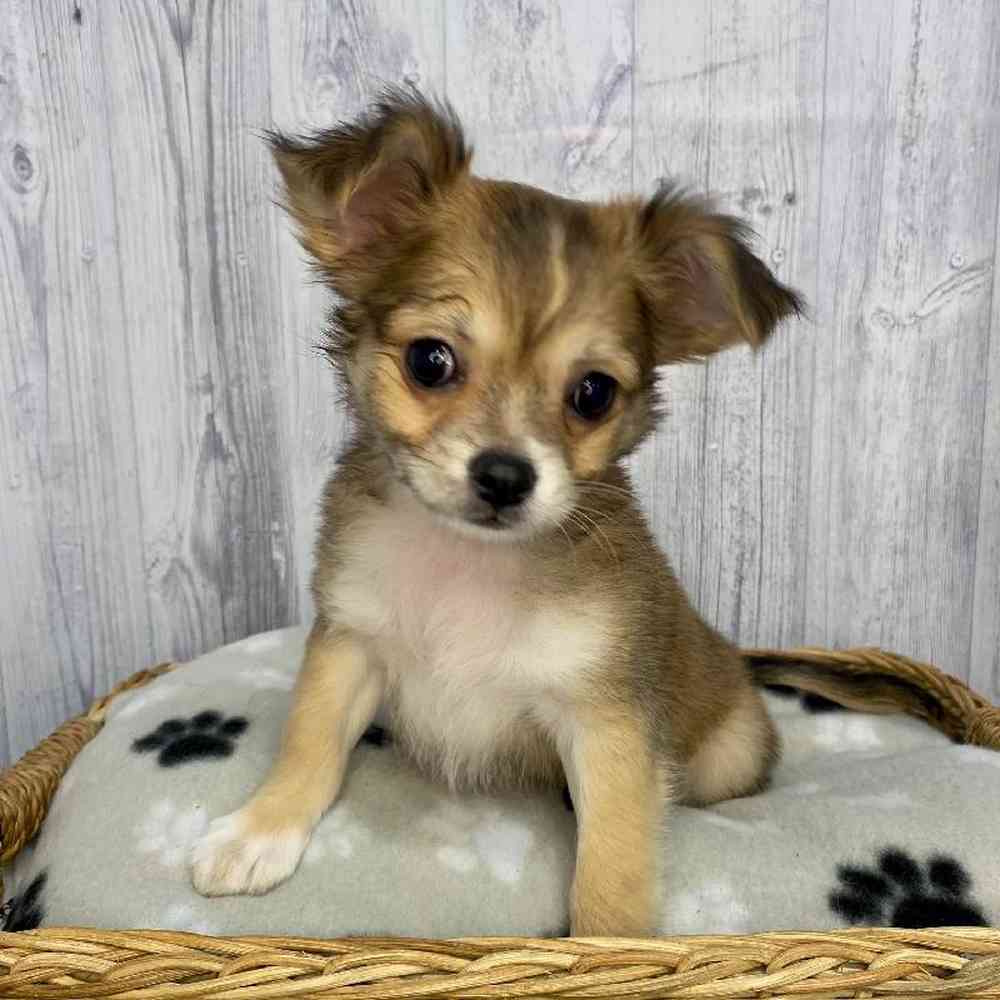 Male Chihuahua Puppy for Sale in Saugus, MA