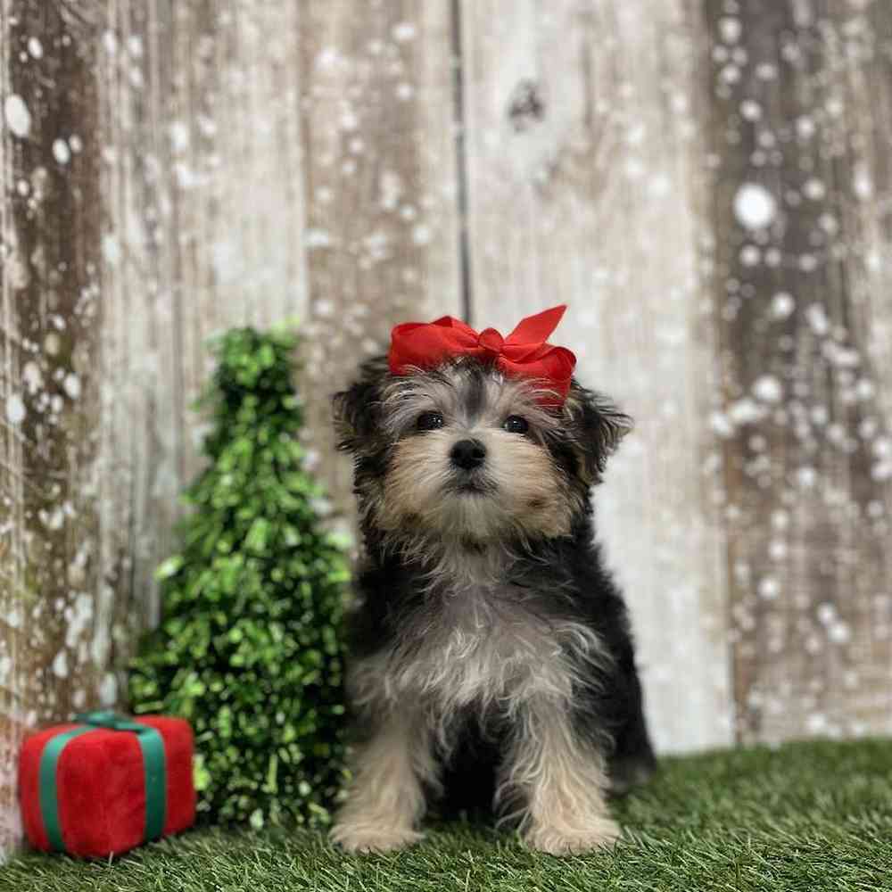 Female Morkie Puppy for Sale in Braintree, MA