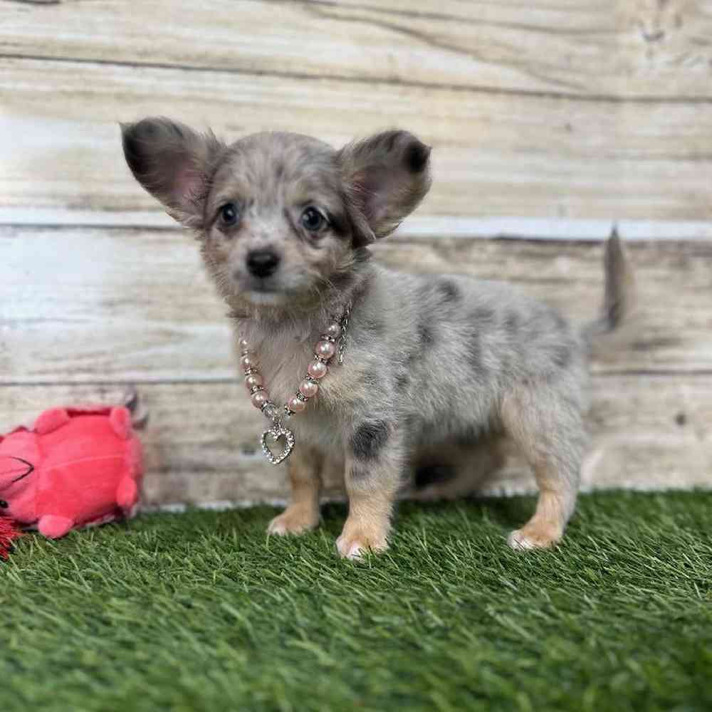 Female Chihuahua Puppy for Sale in Saugus, MA