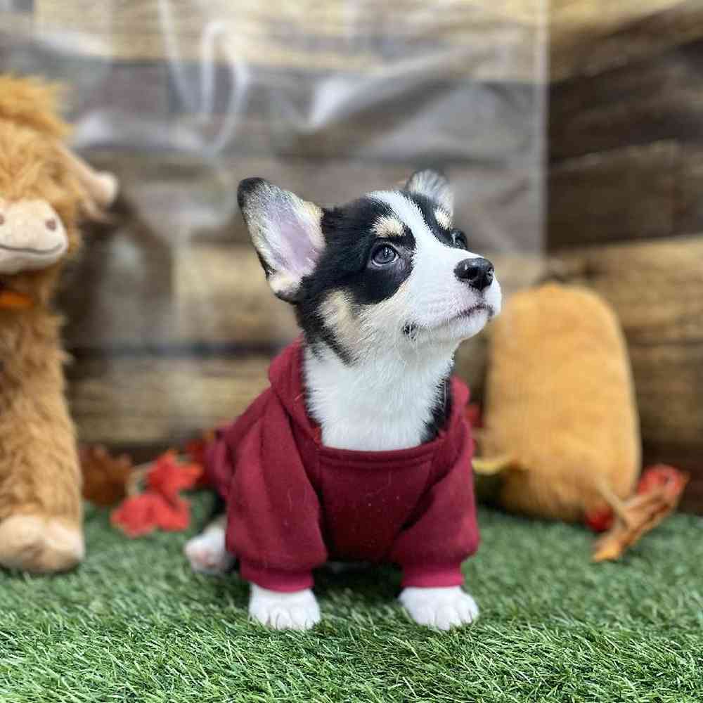Female Pembroke Welsh Corgi Puppy for Sale in Braintree, MA
