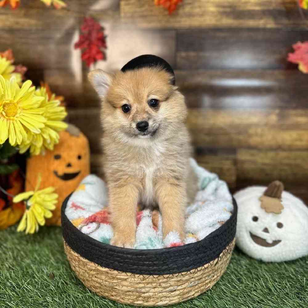 Female Pomeranian Puppy for Sale in Saugus, MA