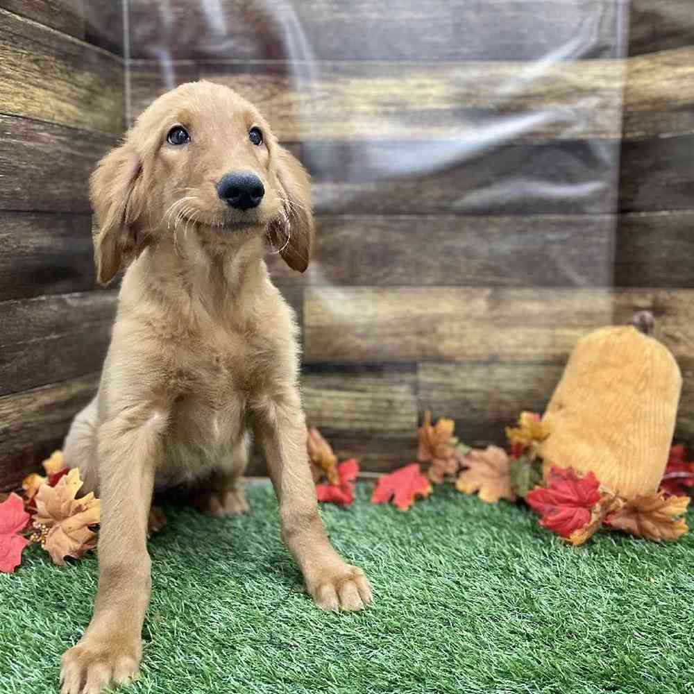 Female Golden Retriever Puppy for Sale in Braintree, MA