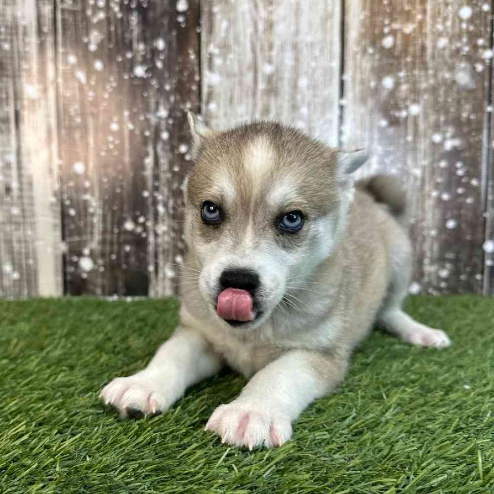 Male Alaskan Klee Kai Puppy for Sale in Saugus, MA