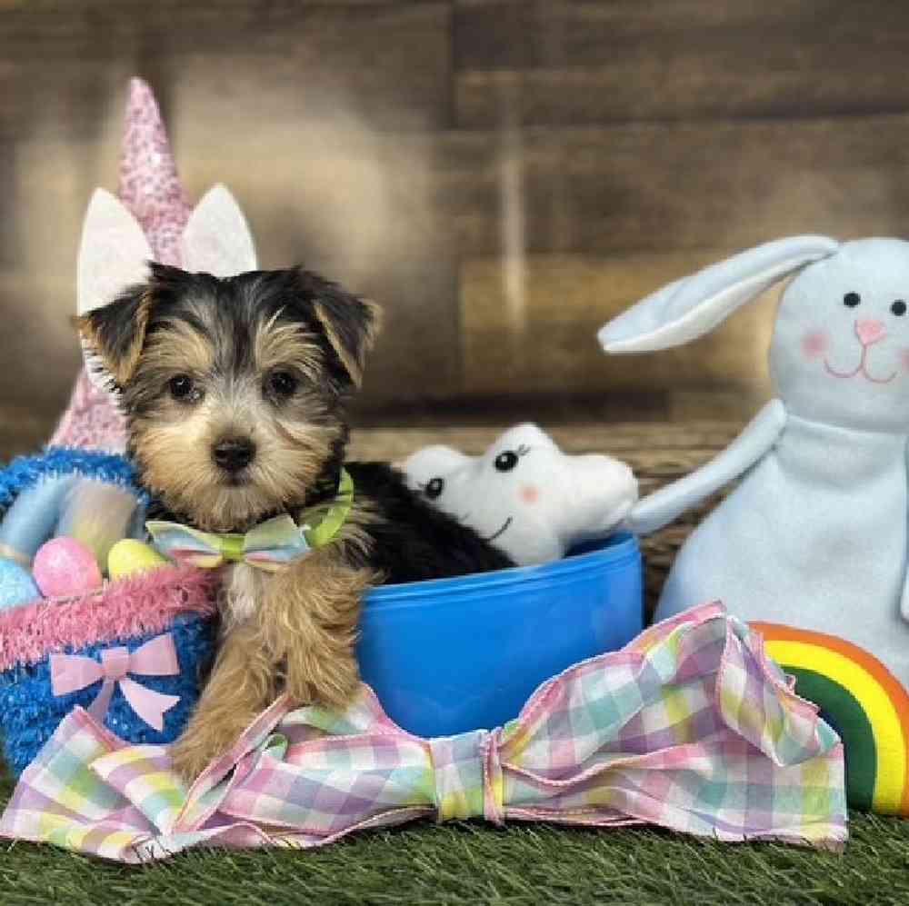 Male Yorkshire Terrier Puppy for Sale in Saugus, MA