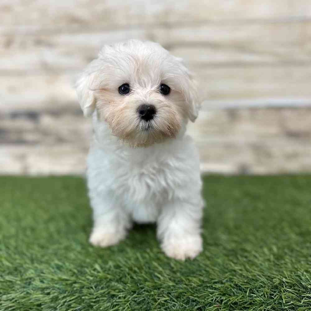 Male Maltese Puppy for Sale in Saugus, MA