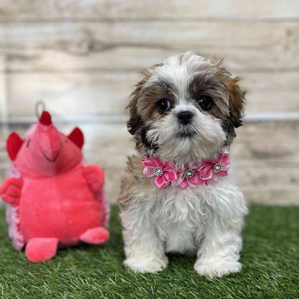 Female Teddy Bear (Zuchon) 2nd Gen Puppy for Sale in Saugus, MA
