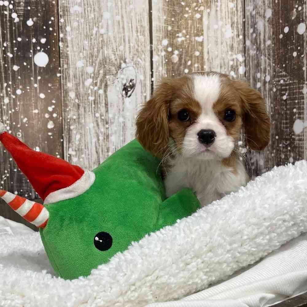 Female Cavapoo Puppy for Sale in Saugus, MA