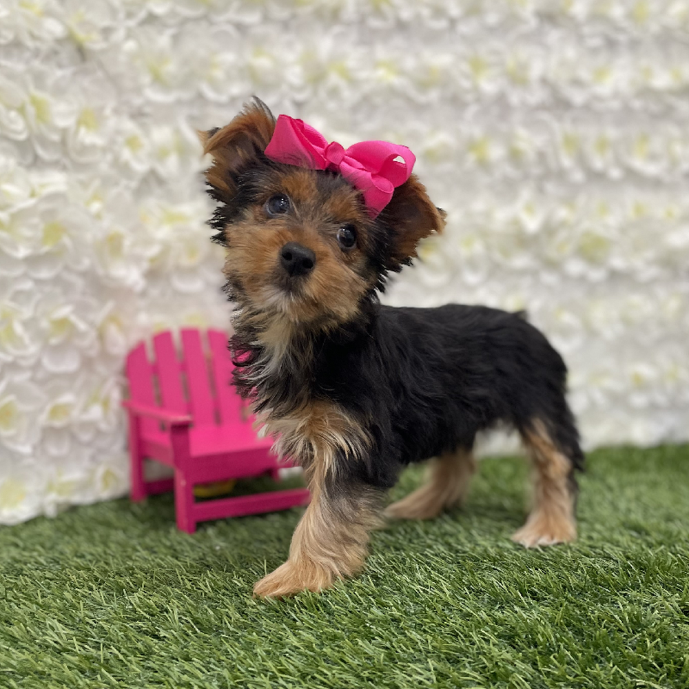 Female Yorkshire Terrier Puppy for Sale in Braintree, MA