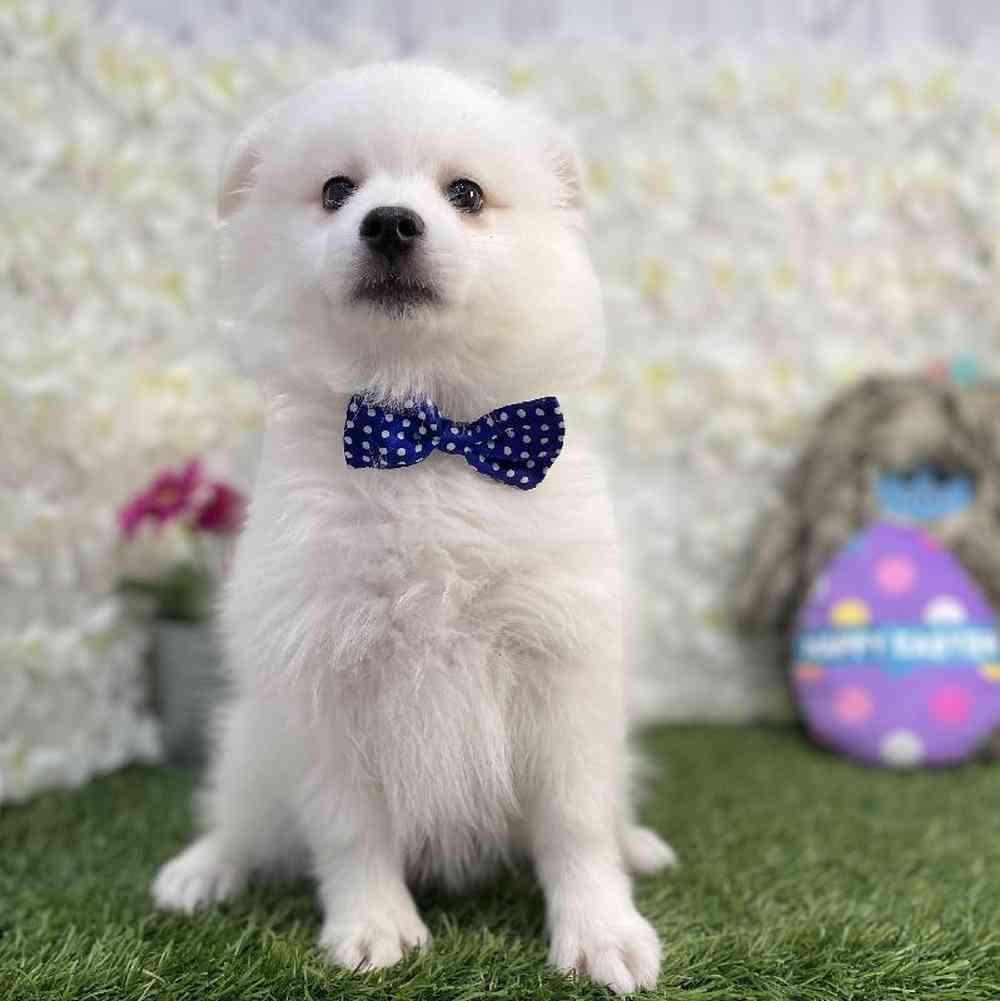 Male American Eskimo Puppy for Sale in Braintree, MA