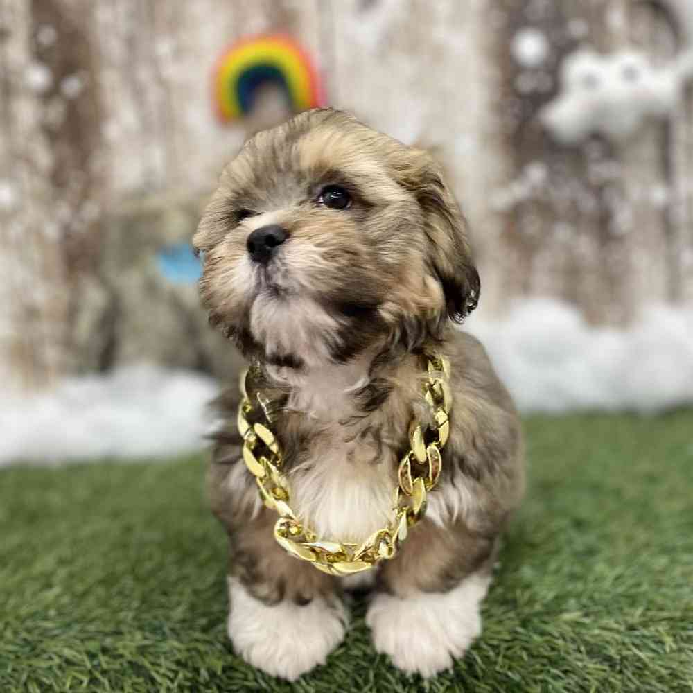 Male Lhasa Apso Puppy for Sale in Braintree, MA