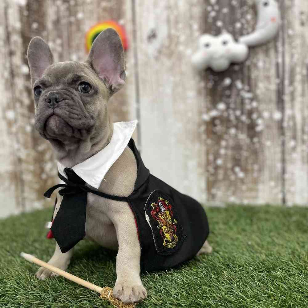 Male French Bulldog Puppy for Sale in Braintree, MA