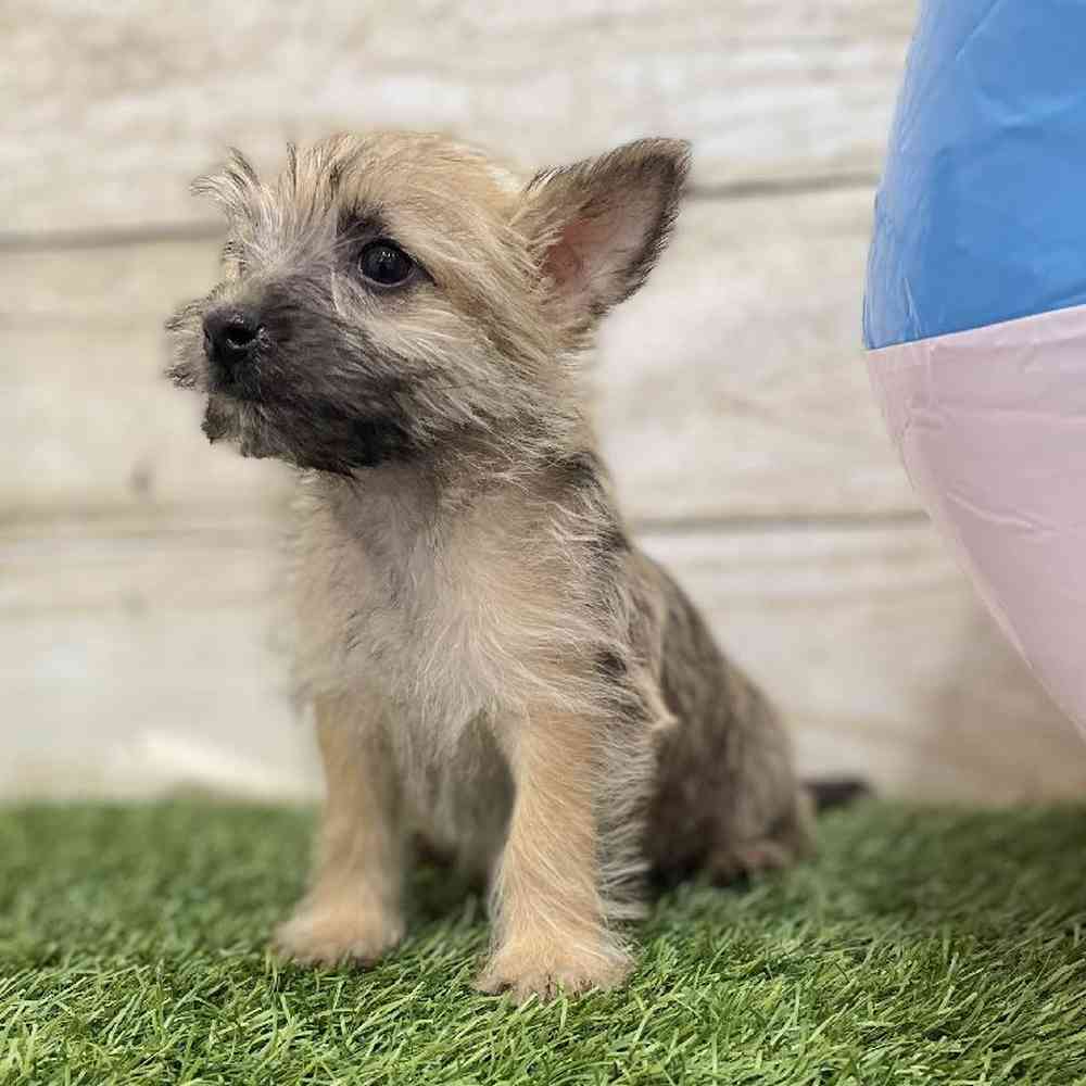 Female Cairn Terrier Puppy for Sale in Braintree, MA