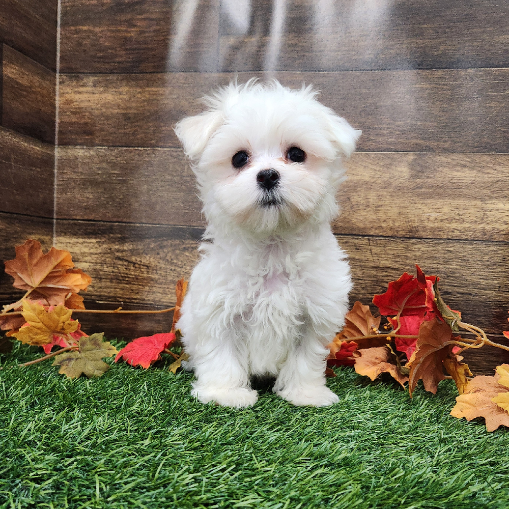Male Maltese Puppy for Sale in Braintree, MA