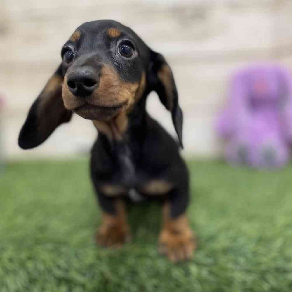 Female Dachshund Puppy for Sale in Braintree, MA