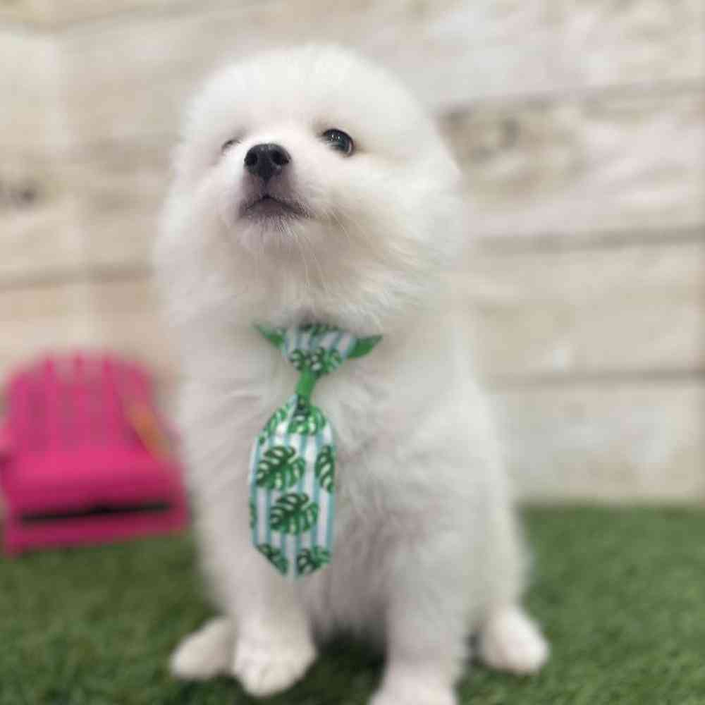 Male American Eskimo Puppy for Sale in Braintree, MA