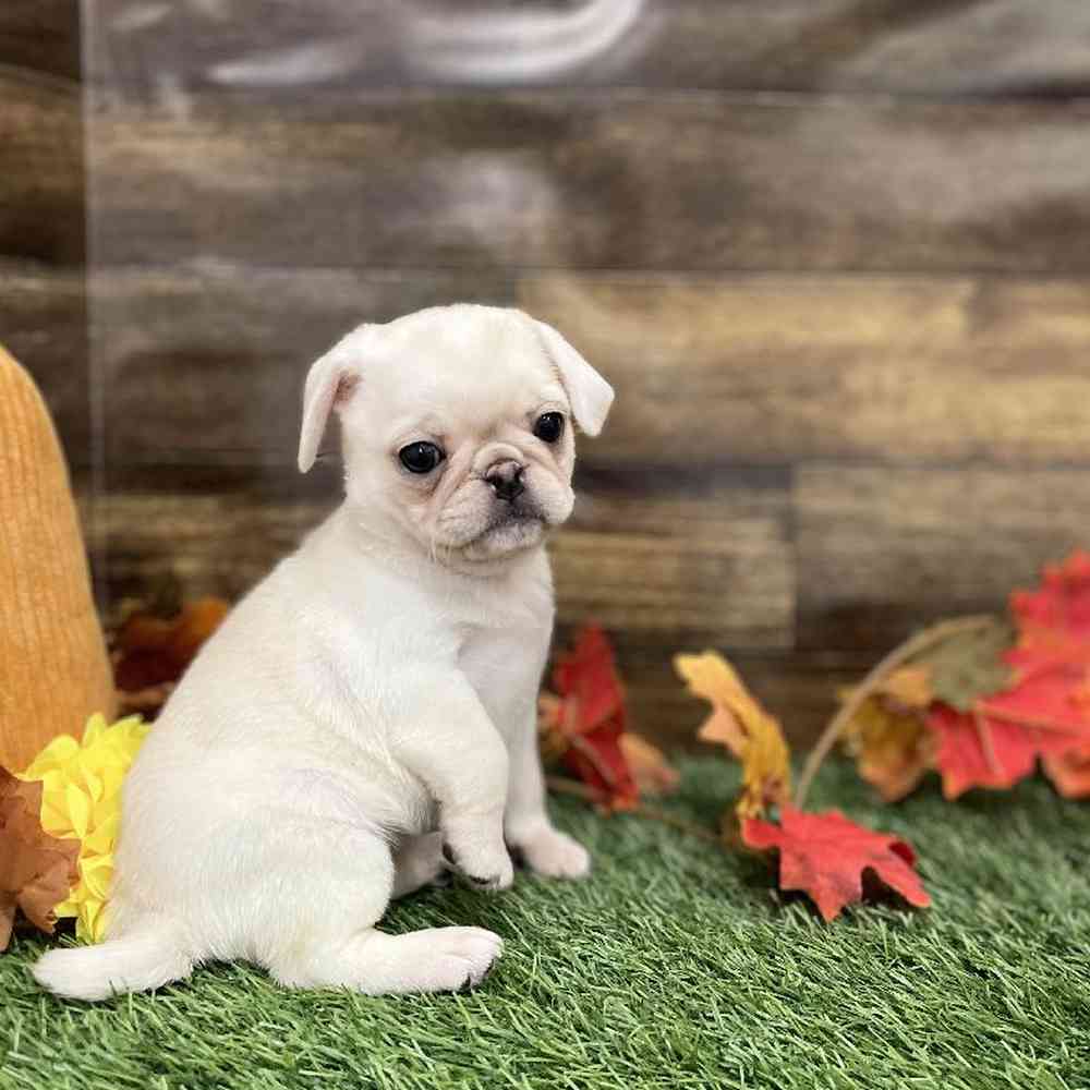 Female Pug Puppy for Sale in Braintree, MA
