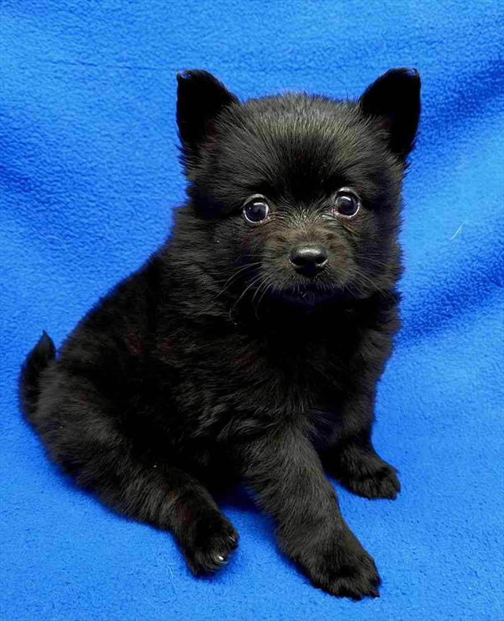 17248214115242f-5ac4-41c3-b3e6-3c5bf3753cb1Pomeranian_male_827.jpg