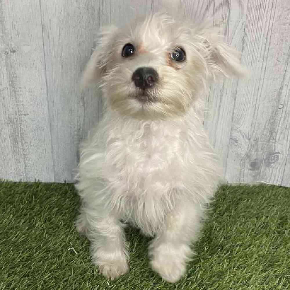 Female Chonzer (Bichon/Min Schnauzer) Puppy for sale