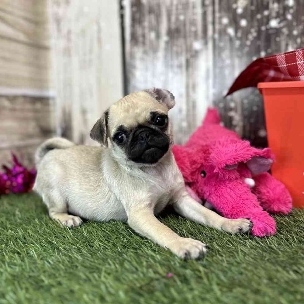 Female Pug Puppy for Sale in Saugus, MA