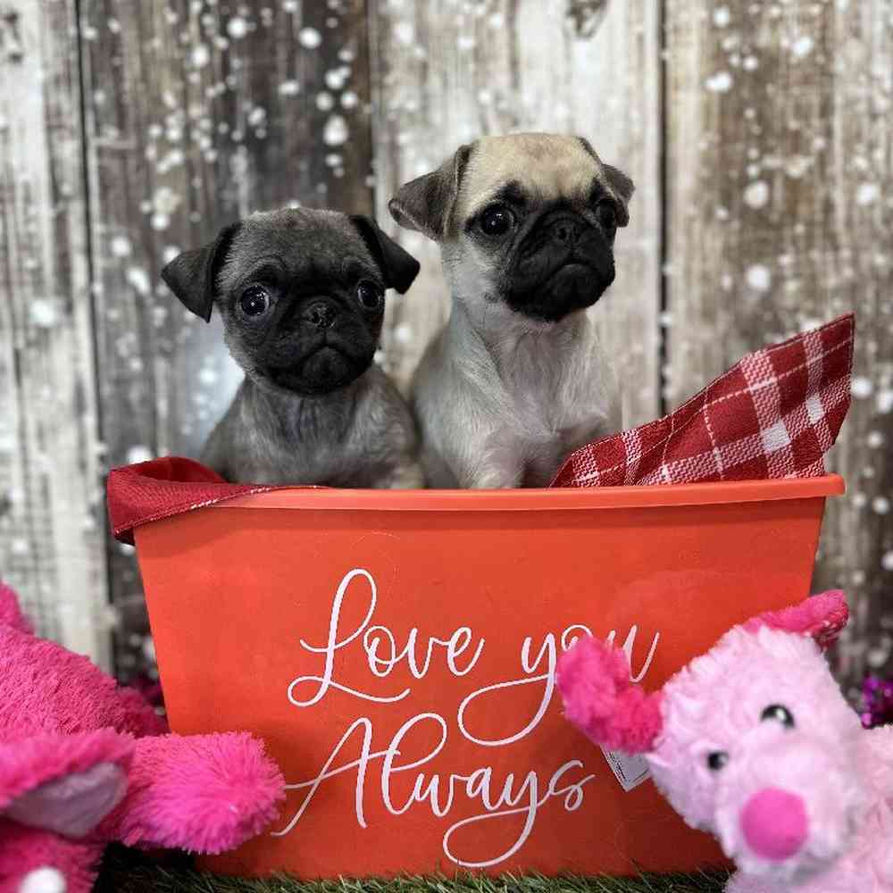 Female Pug Puppy for Sale in Saugus, MA