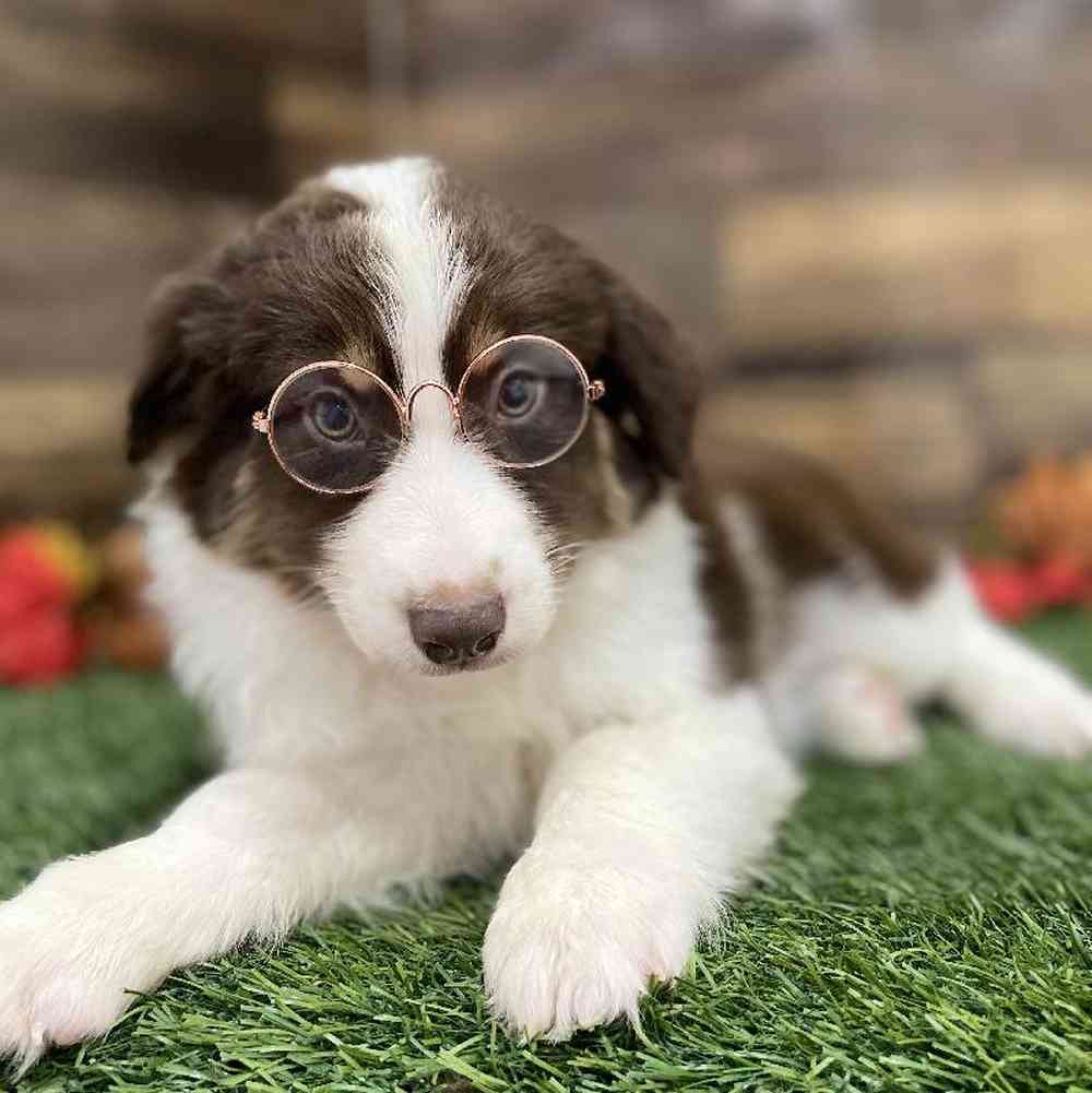 Male Miniature Australian Shepherd Puppy for Sale in Braintree, MA