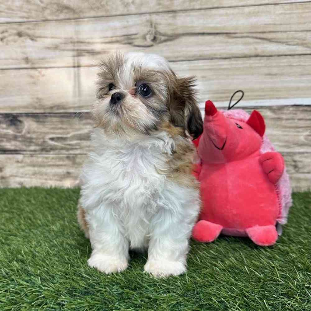 Female Shih Tzu Puppy for Sale in Saugus, MA