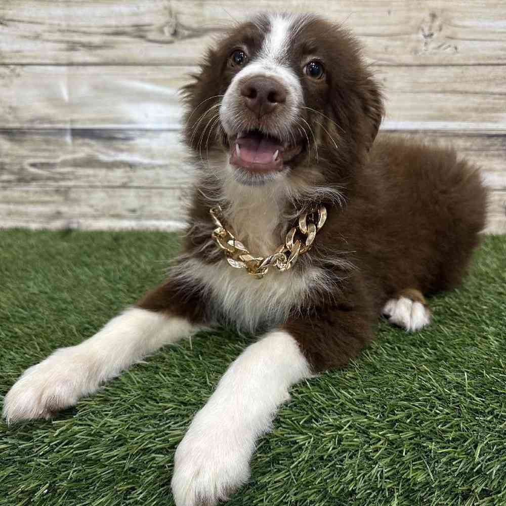 Male Miniature Australian Shepherd Puppy for Sale in Saugus, MA