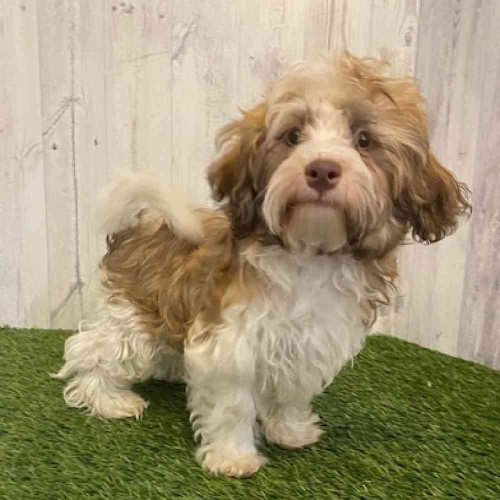 Male Havanese Puppy for sale
