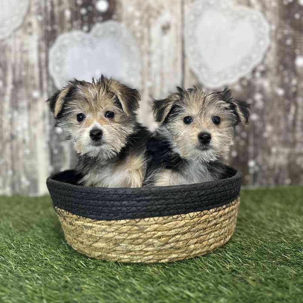 Male Morkie Puppy for Sale in Saugus, MA