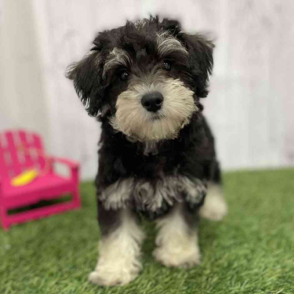 Male Chonzer (Bichon/Min Schnauzer) Puppy for Sale in Braintree, MA