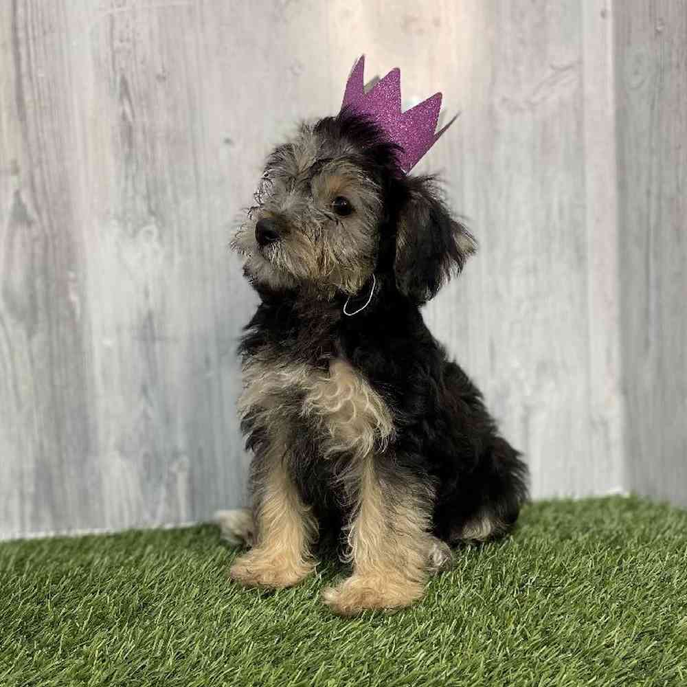 Female YoChon-Poo Puppy for sale