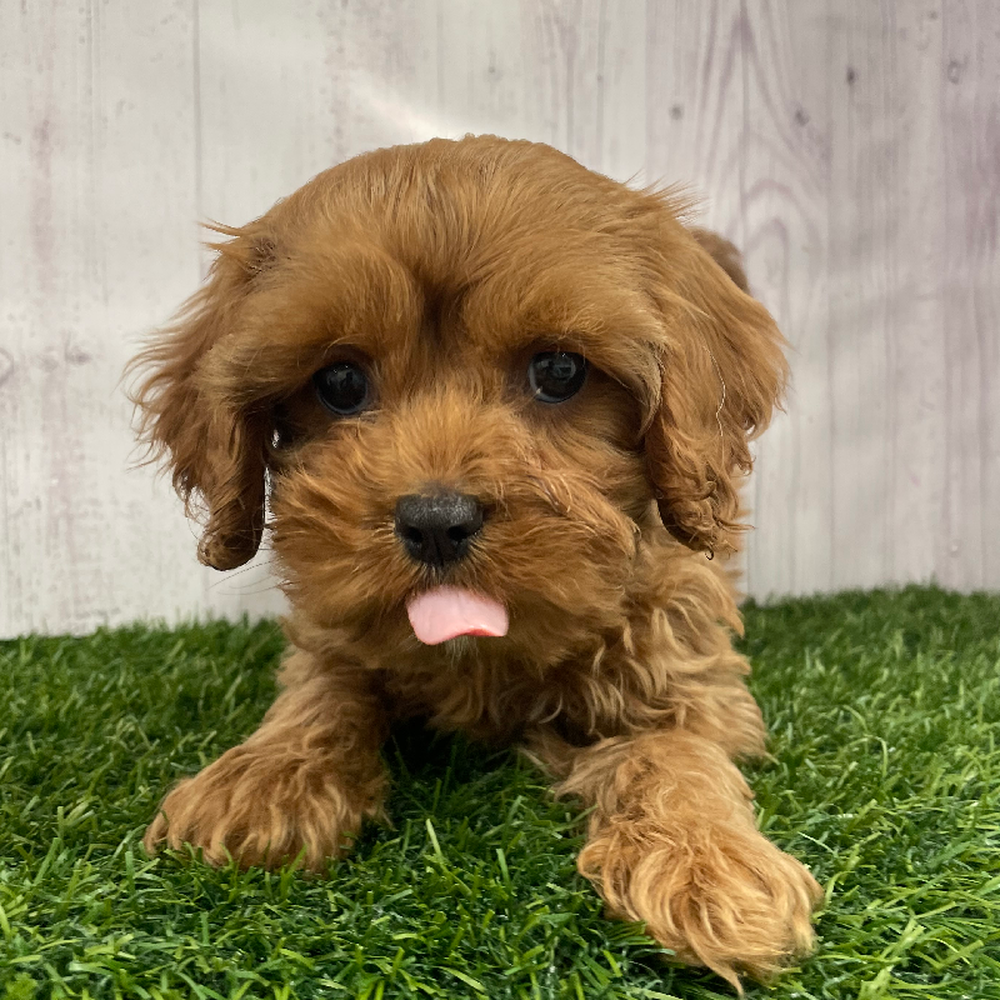 Female Cavapoo Puppy for Sale in Braintree, MA