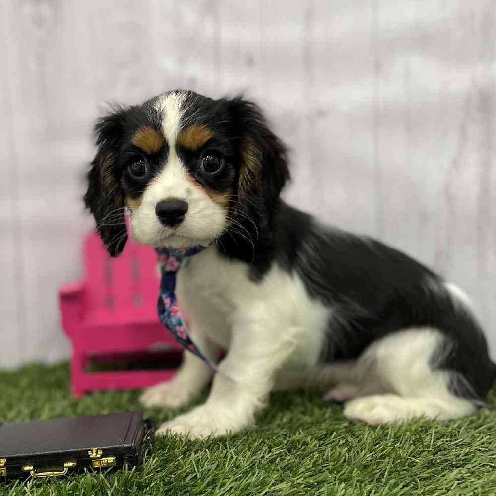 Male Cavalier King Charles Spaniel Puppy for Sale in Braintree, MA