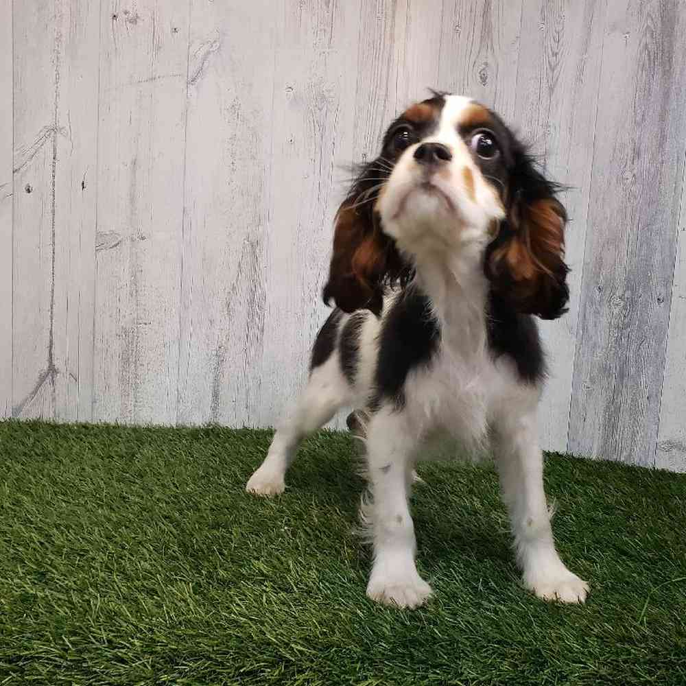 Male Cavalier King Charles Spaniel Puppy for sale