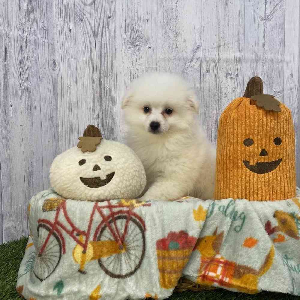 Female American Eskimo Puppy for Sale in Saugus, MA