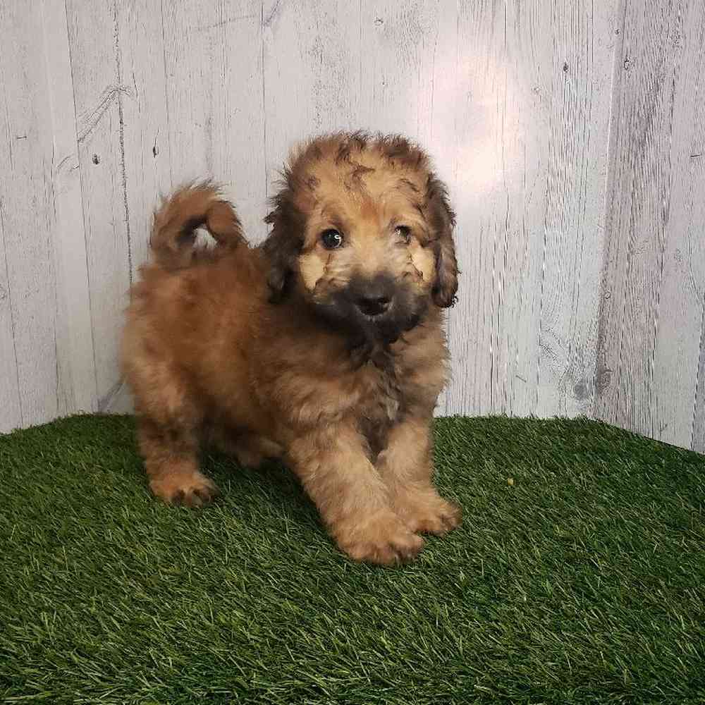 Male Mini Goldendoodle 2nd Gen Puppy for sale