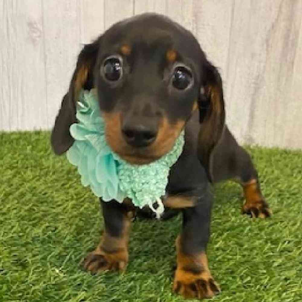 Female Dachshund Puppy for sale