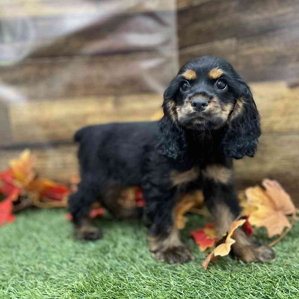 Female Cocker Spaniel Puppy for Sale in Braintree, MA