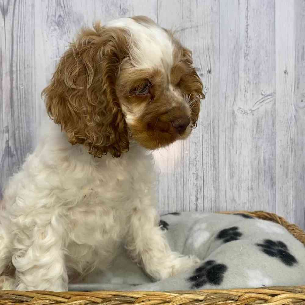Male Cocker Spaniel Puppy for Sale in Saugus, MA