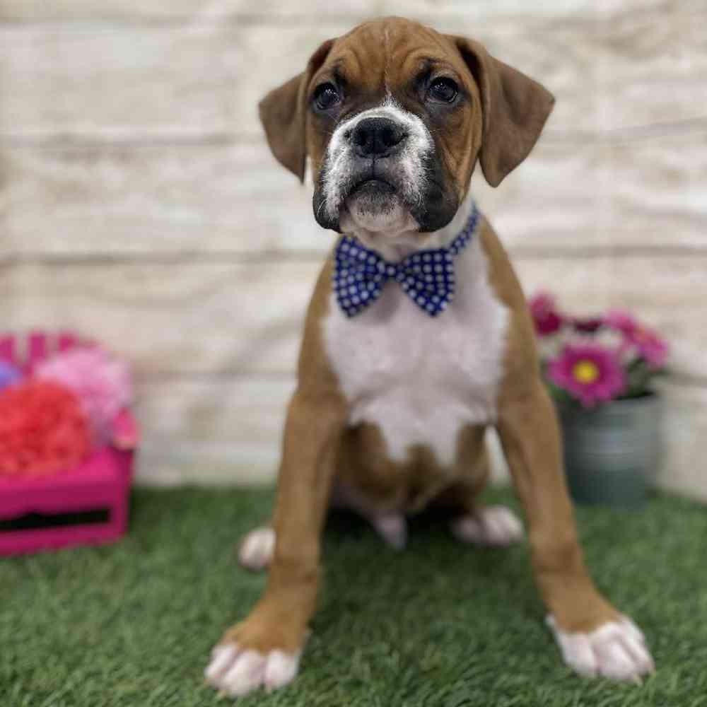 Male Boxer Puppy for Sale in Braintree, MA