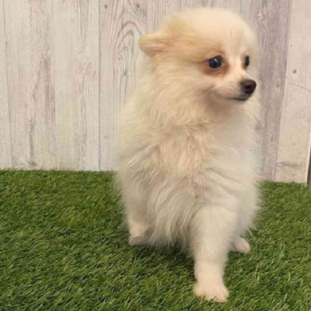 Female Pomeranian Puppy for sale