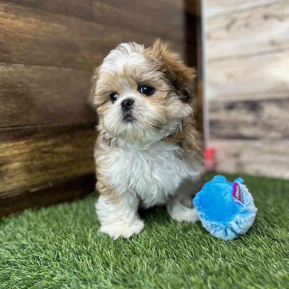 Male Shih Tzu Puppy for Sale in Saugus, MA