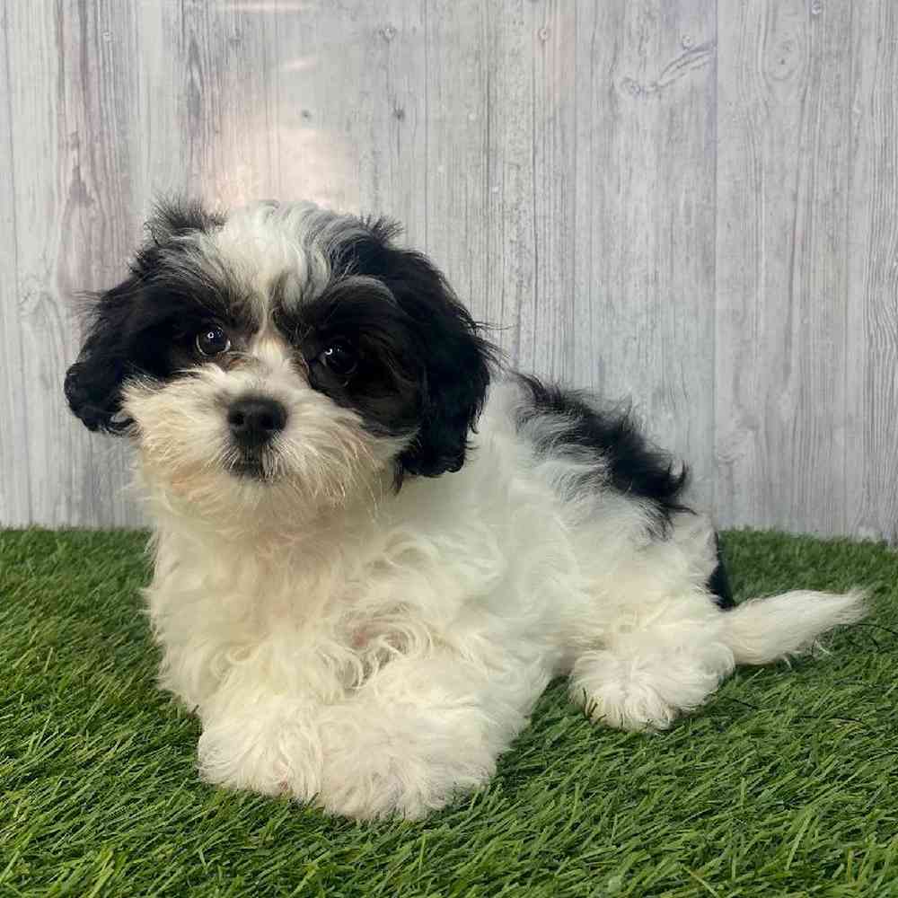 Female Lhasa-Poo Puppy for Sale in Saugus, MA